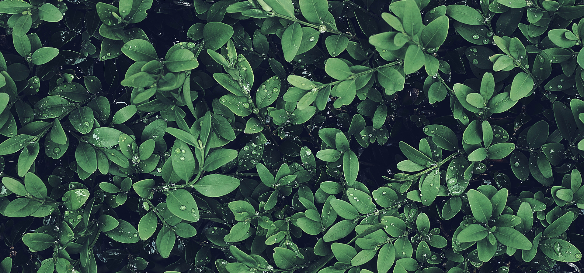 slide-background